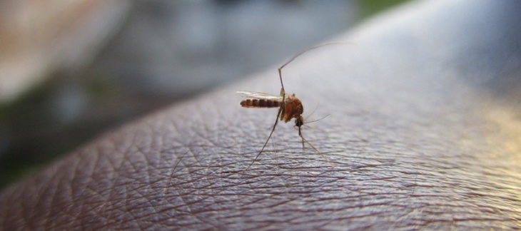 malaria non diagnosticata